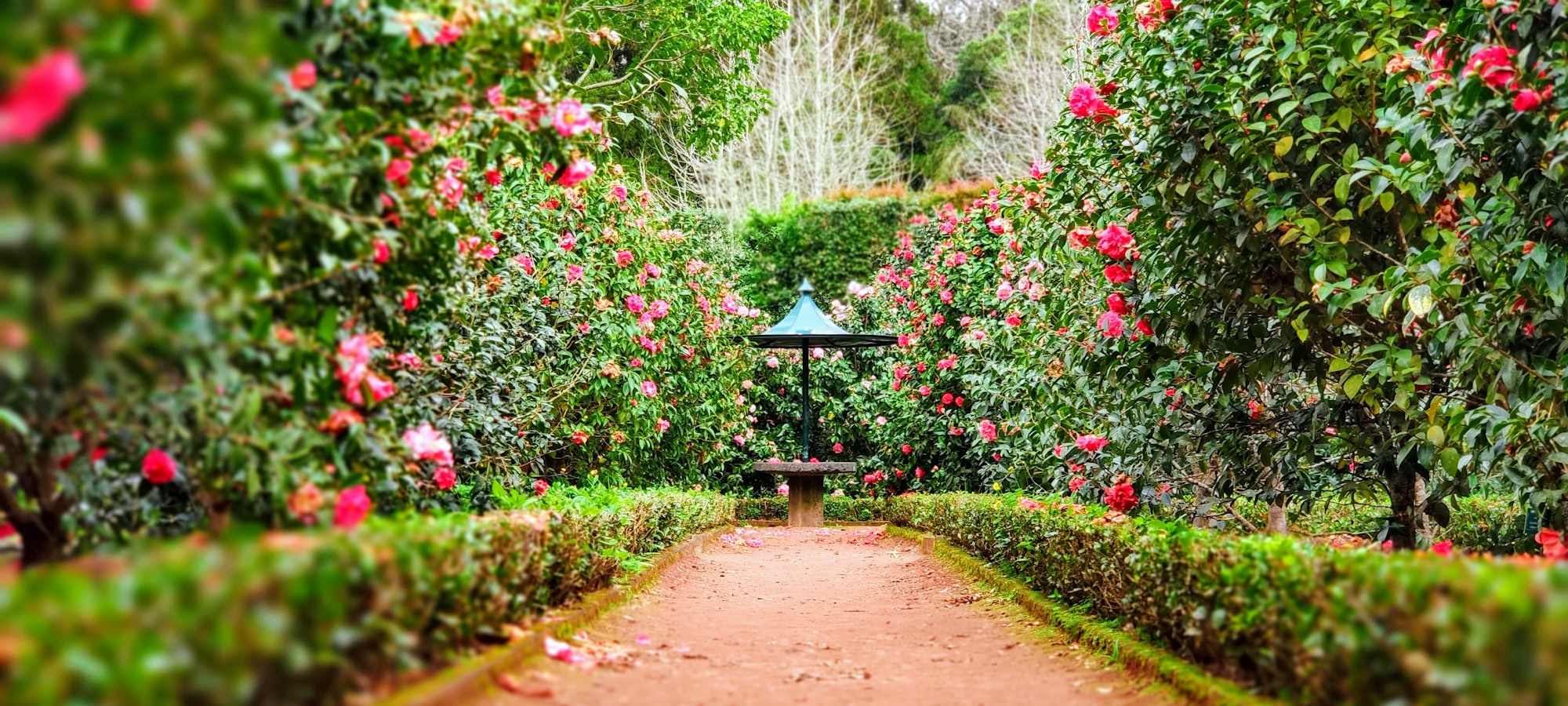 A garden walkway lined with blooming rose bushes